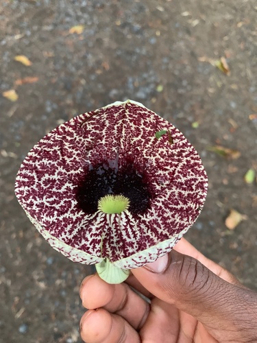 Aristolochia littoralis observed 2020-05-07