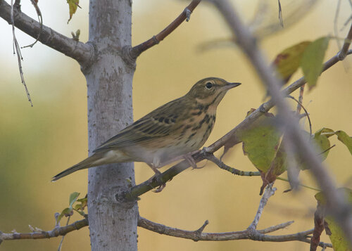 Tree Pipit