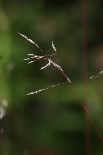 wavy hair-grass