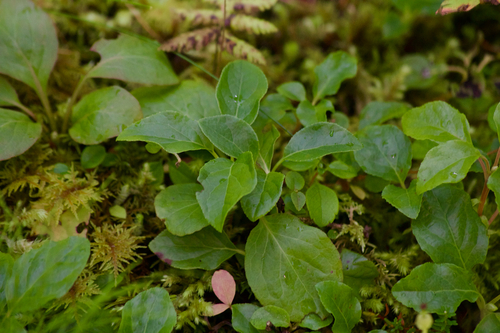 one-sided wintergreen