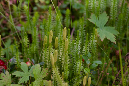 interrupted clubmoss