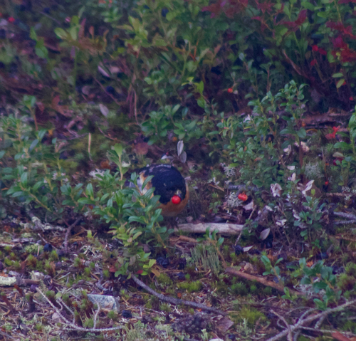 Brambling
