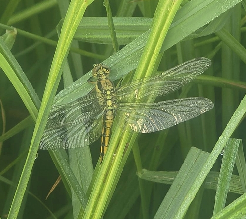 Black-tailed Skimmer