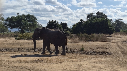 African Savanna Elephant