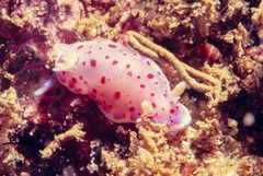 Goniobranchus thompsoni