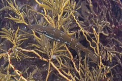 Odax pullus