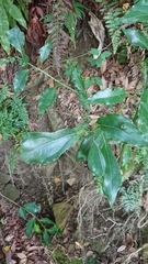 Cinnamomum camphora