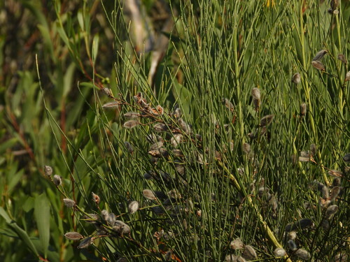 Cytisus striatus