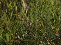 Cytisus striatus