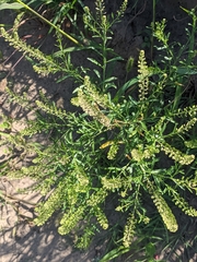 Lepidium densiflorum, photograph (c) Марина Давлетшина, some rights reserved (CC BY)