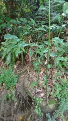 Cinnamomum camphora