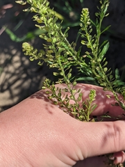Lepidium densiflorum, photograph (c) Марина Давлетшина, some rights reserved (CC BY)