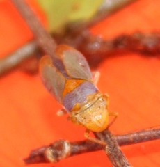 Oncometopia hamiltoni