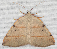 Drepanulatrix bifilata