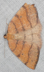 Drepanulatrix carnearia