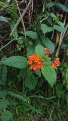 Lantana camara