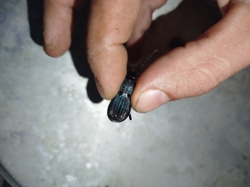 Carabus exaratus