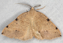 Drepanulatrix bifilata