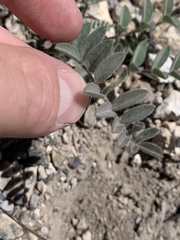 Astragalus minthorniae
