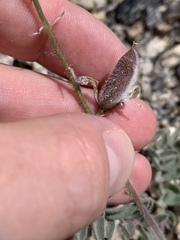 Astragalus minthorniae