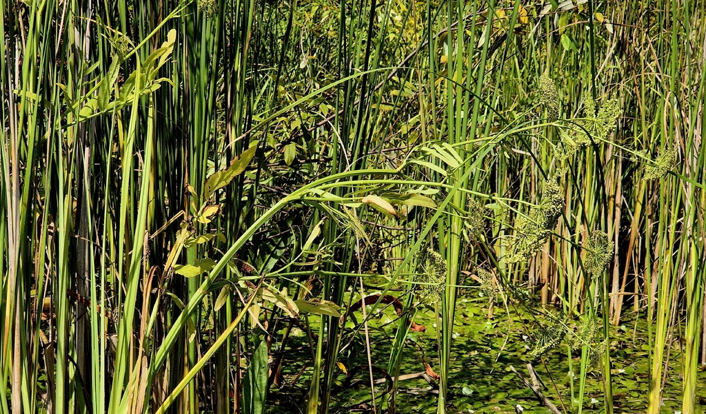 Sium latifolium; photograph (c) Анна Митрошенкова, some rights reserved (CC BY)