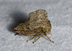 Heliria cornutula