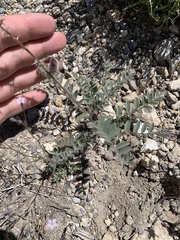 Astragalus minthorniae
