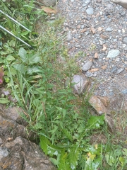 Linum hypericifolium