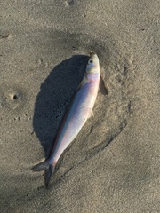 Atherinops affinis
