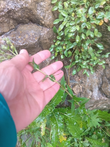 Linum hypericifolium, photograph 3