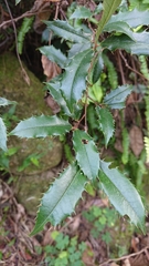 Magnoliopsida