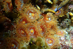 Corynactis australis image