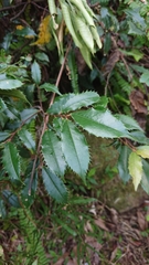 Magnoliopsida
