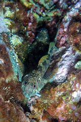 Bellapiscis lesleyae