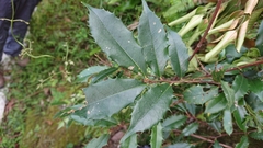 Magnoliopsida