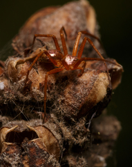 Philodromus marxi
