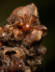 Philodromus marxi