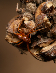 Philodromus marxi