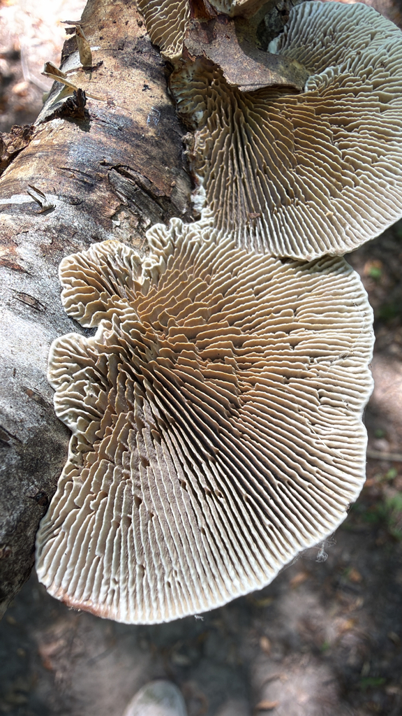 Gilled Polypore · August 2026 · photo: Photo: (c) Erica Tava Johnson, some rights reserved (CC BY) · iNaturalist