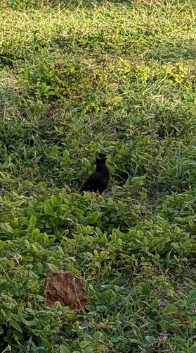 Common Myna