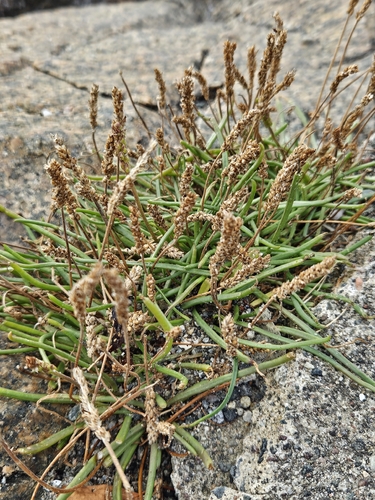 Sea Plantain