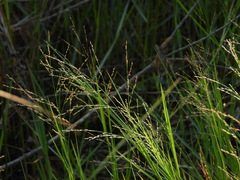 Panicum repens, photograph (c) Duarte Frade, some rights reserved (CC BY)