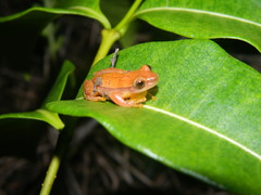 Dendropsophus nanus