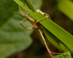 Pisaurina dubia