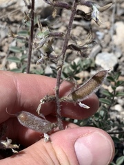 Astragalus minthorniae