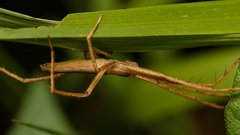 Pisaurina dubia