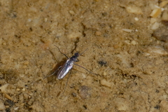 Hydrophorini