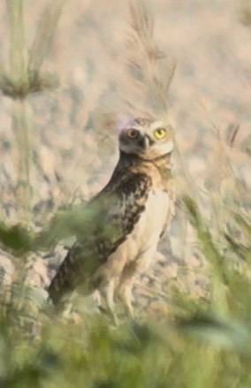 Burrowing Owl