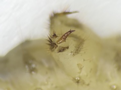 Apterodela unipunctata