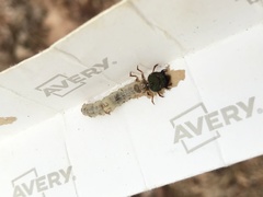 Apterodela unipunctata